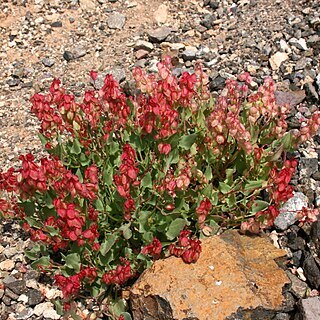 Rumex bipinnatus unspecified picture