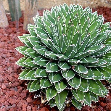 Agave victoriae-reginae unspecified picture