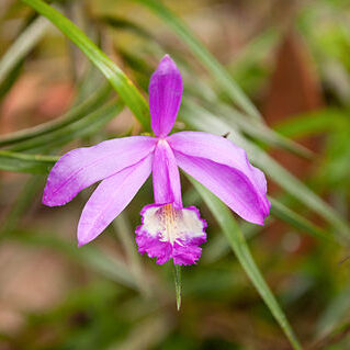 Sobralia stenophylla unspecified picture