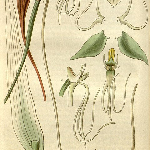 Habenaria longicauda unspecified picture