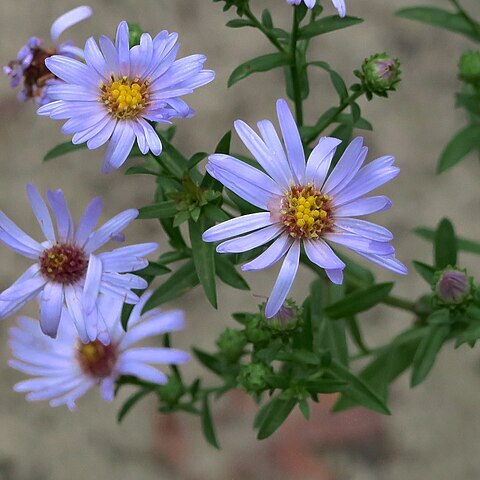 Symphyotrichum lentum unspecified picture