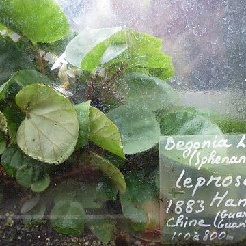 Begonia leprosa unspecified picture