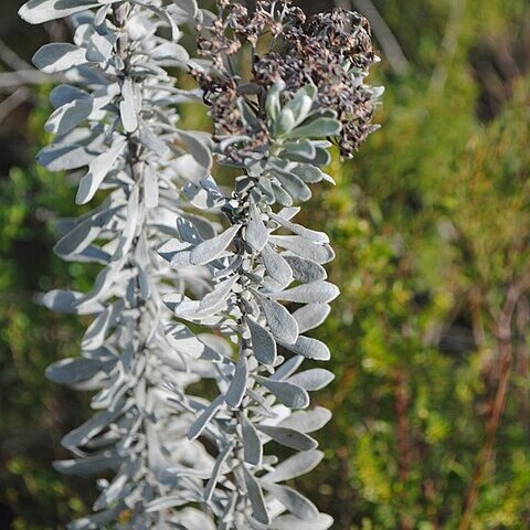 Disynaphia spathulata unspecified picture