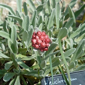 Helichrysum amorginum unspecified picture