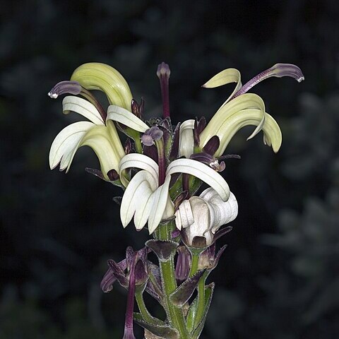 Lobelia villosa unspecified picture