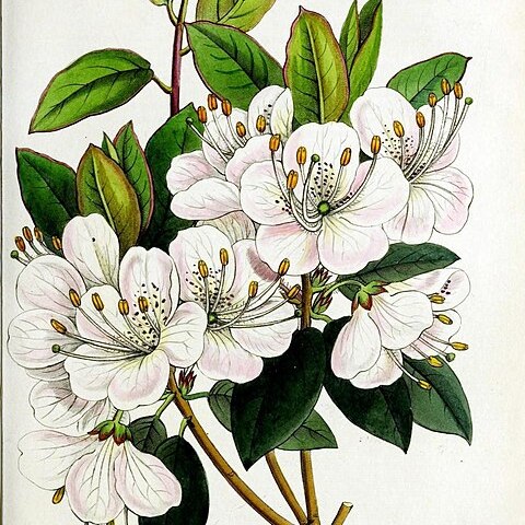 Rhododendron ovatum unspecified picture