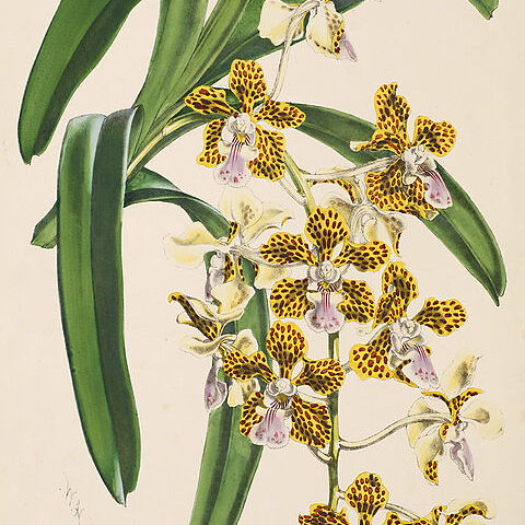 Vanda insignis unspecified picture