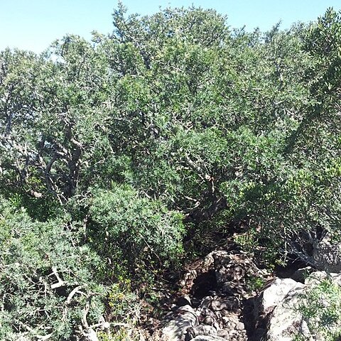 Podocarpus elongatus l'hér. ex unspecified picture