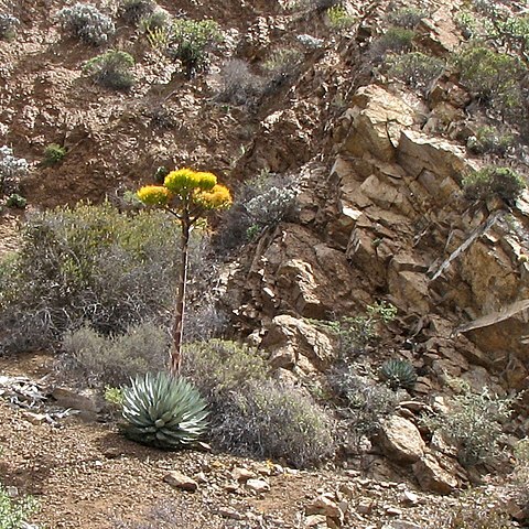 Agave sebastiana unspecified picture