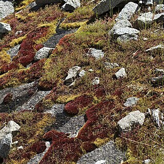 Bryum miniatum unspecified picture