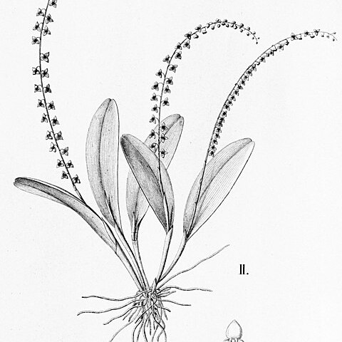 Stelis paraensis unspecified picture