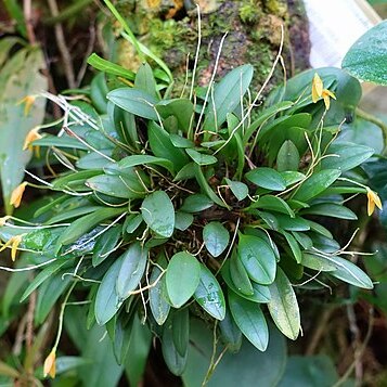 Specklinia corniculata unspecified picture