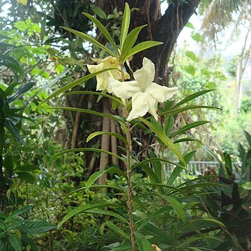 Brunfelsia portoricensis unspecified picture