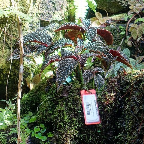 Gasteranthus atratus unspecified picture