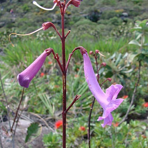 Jacaranda grandifoliolata unspecified picture