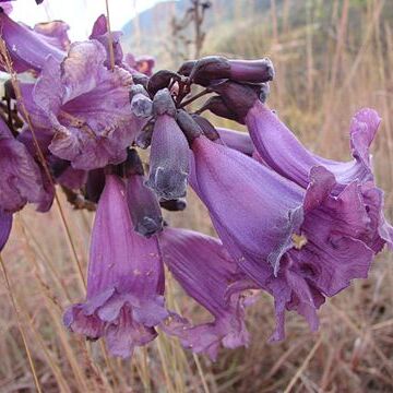 Jacaranda caroba unspecified picture