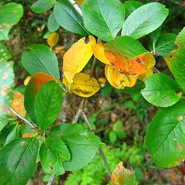 Lonicera iberica unspecified picture