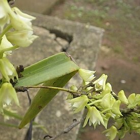 Polystachya albescens unspecified picture