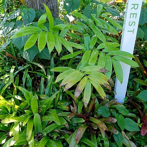 Zamia verschaffeltii unspecified picture