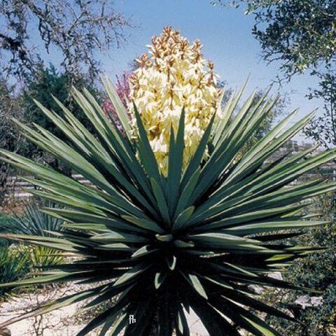 Yucca treculeana unspecified picture