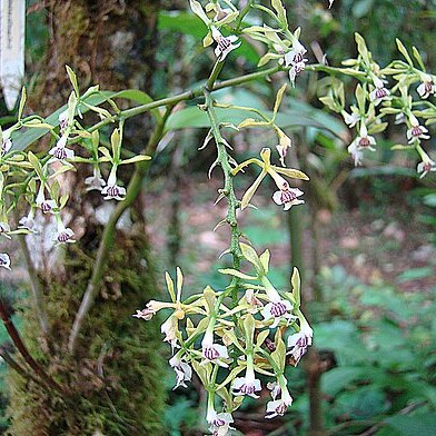 Epidendrum piliferum unspecified picture