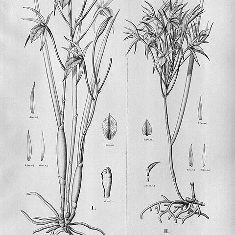 Brassavola gardneri unspecified picture