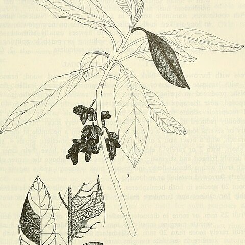 Leitneria floridana unspecified picture