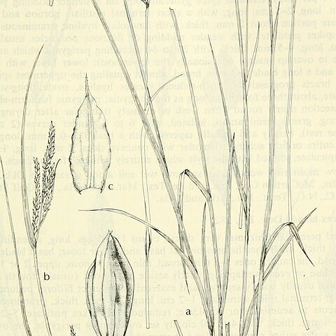 Carex oxylepis unspecified picture