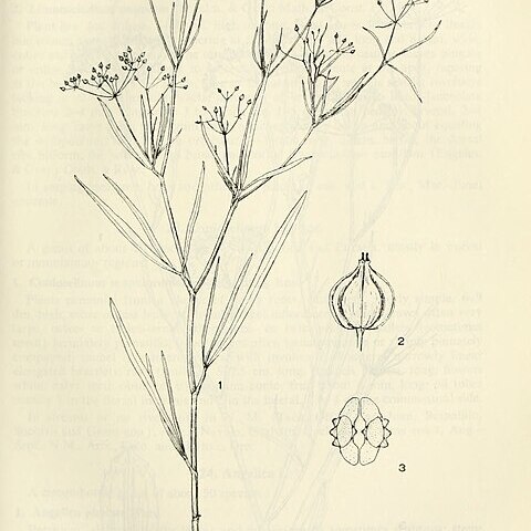 Cynosciadium digitatum unspecified picture