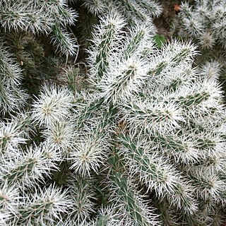 Cylindropuntia tunicata unspecified picture