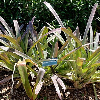 Aechmea alopecurus unspecified picture