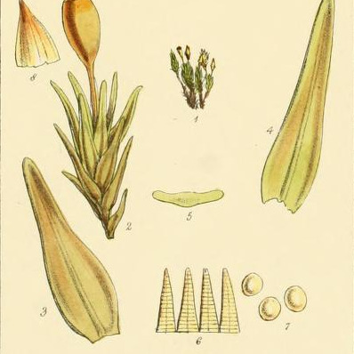 Orthotrichum crassifolium unspecified picture