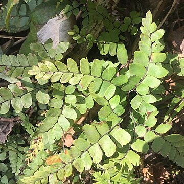 Adiantum flabellulatum unspecified picture