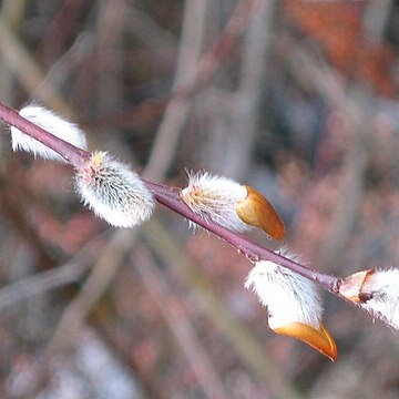 Salix oritrepha unspecified picture