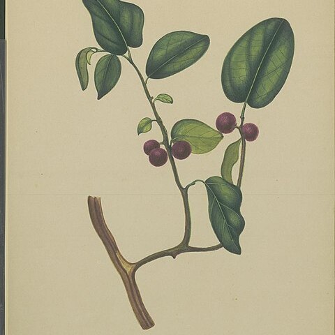 Ficus trichocarpa unspecified picture