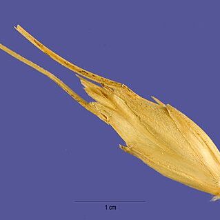 Triticum timopheevii unspecified picture