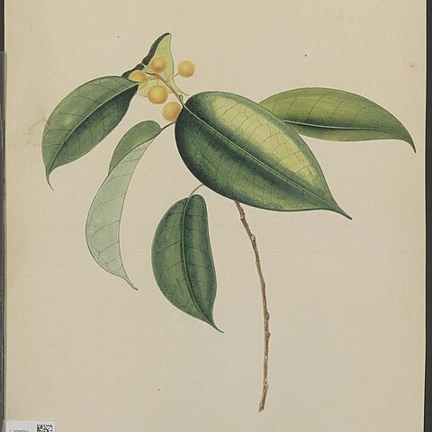 Ficus depressa unspecified picture