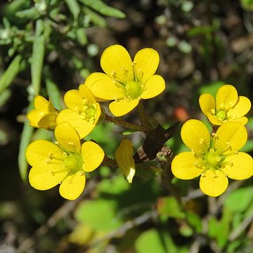 Saxifraga parnassifolia unspecified picture