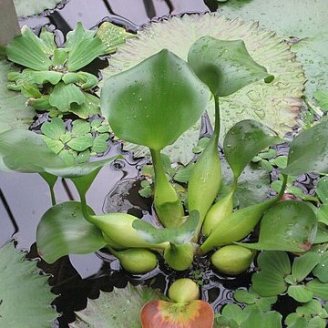 Nymphaea lotus var. thermalis unspecified picture