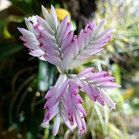 Tillandsia cacticola unspecified picture