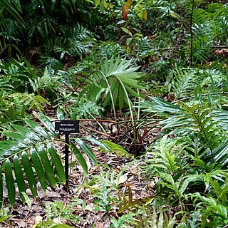 Zamia variegata unspecified picture