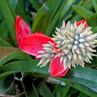 Aechmea tomentosa unspecified picture