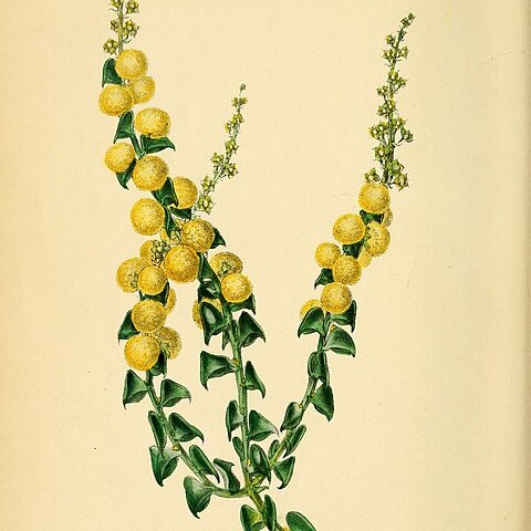 Acacia biflora unspecified picture