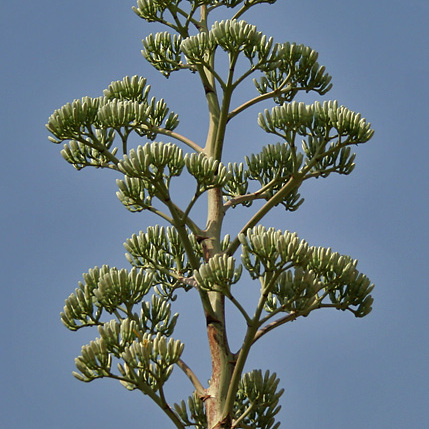 Agave angustifolia var. angustifolia unspecified picture