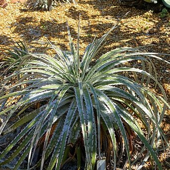 Hechtia mooreana unspecified picture