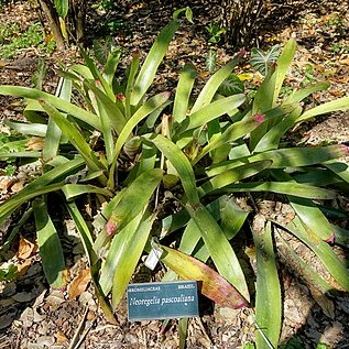 Neoregelia pascoaliana unspecified picture