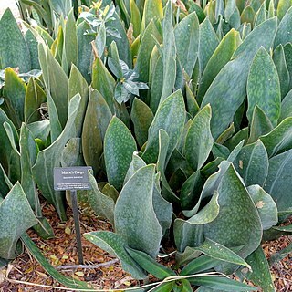 Dracaena masoniana unspecified picture