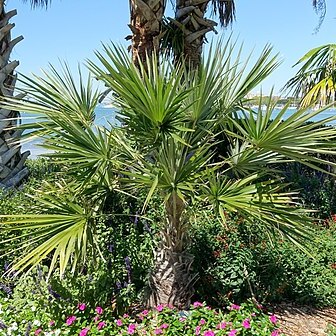 Coccothrinax spissa unspecified picture