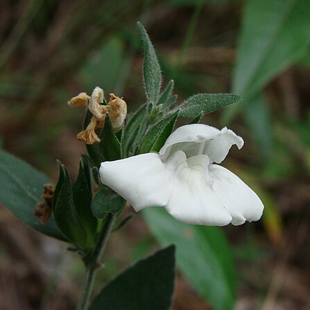 Justicia phyllocalyx unspecified picture