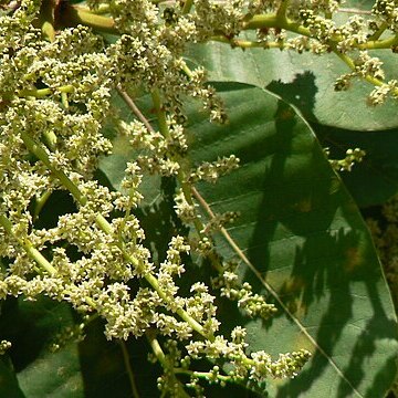 Buchanania cochinchinensis unspecified picture